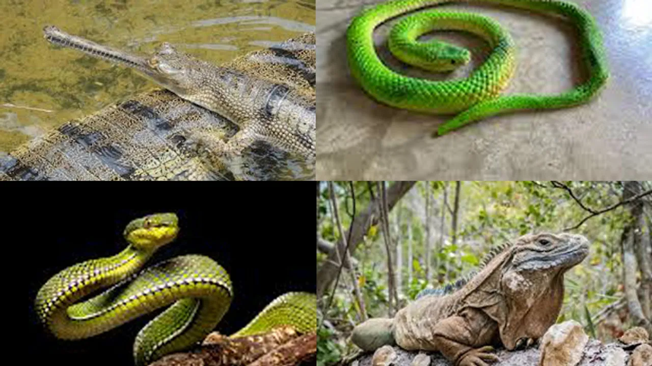 Many types of reptiles that may soon be extinct will be saved