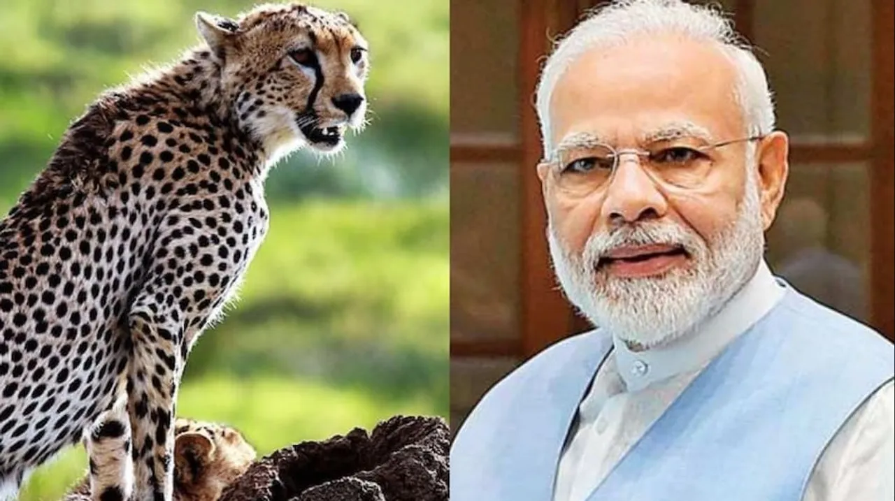 Now cheetahs will be seen in the jungles of India