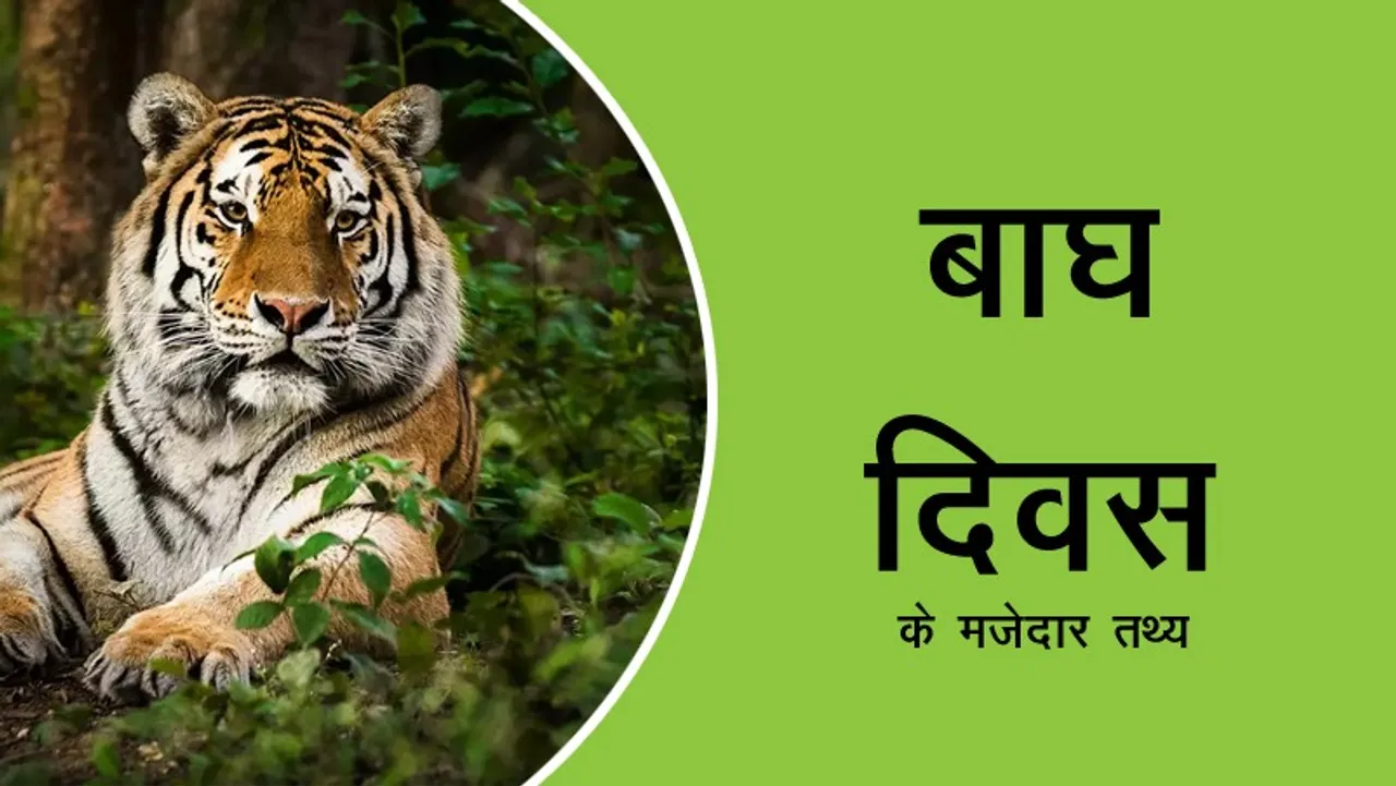 When is tiger day celebrated and fun facts about tiger