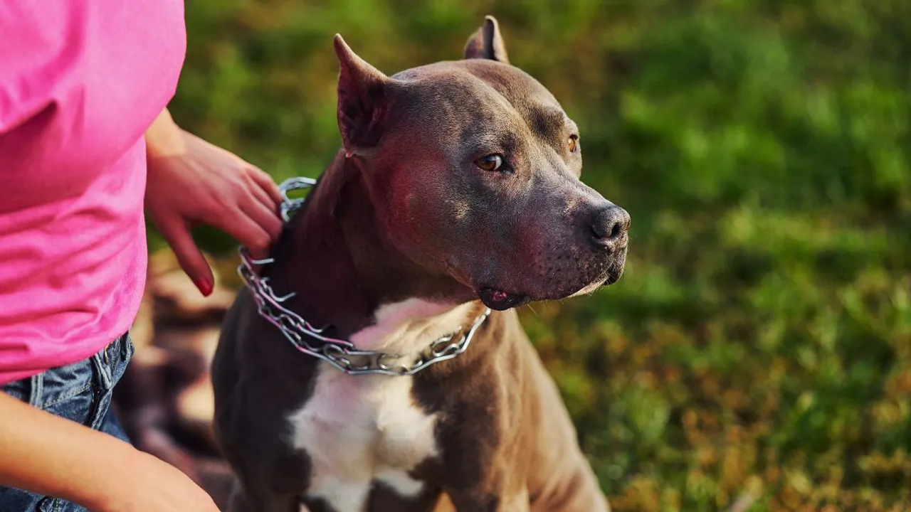 Who is a pitbull and how to beware of them