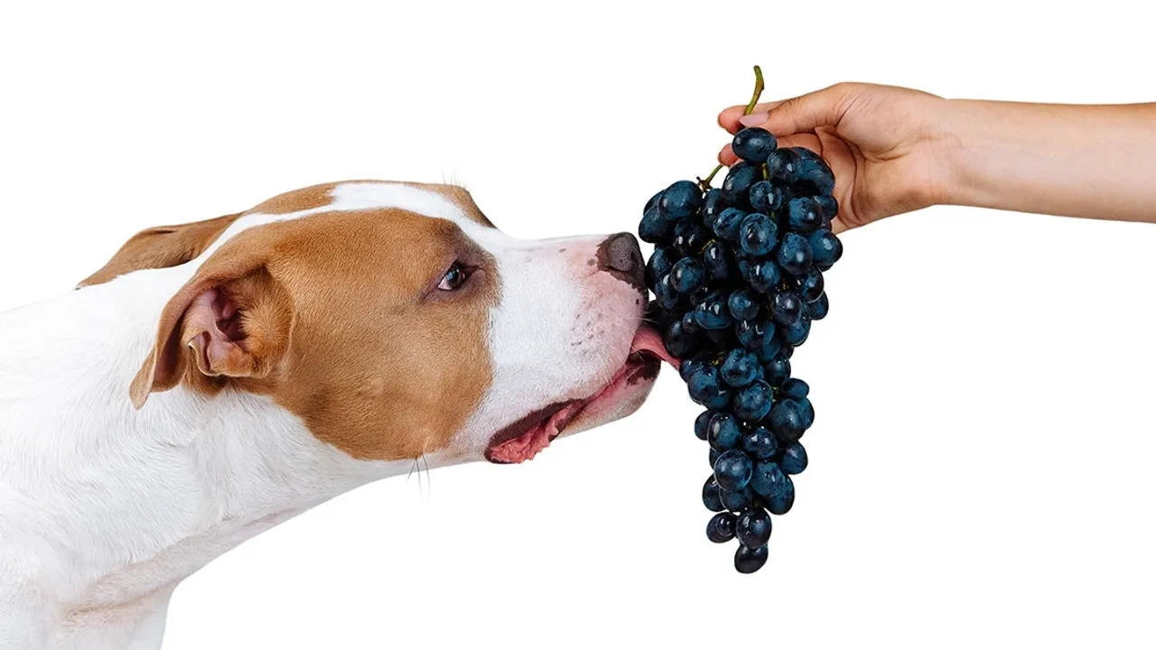 The Hidden Danger of Grapes and Raisins for Dogs: Kidney Failure