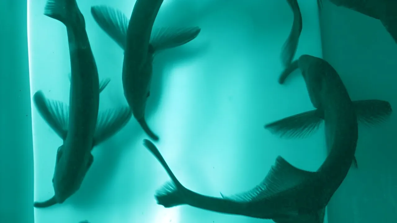Electric Fish Illuminate the Depths of Collective Sensing, Inspiring Future Technologies