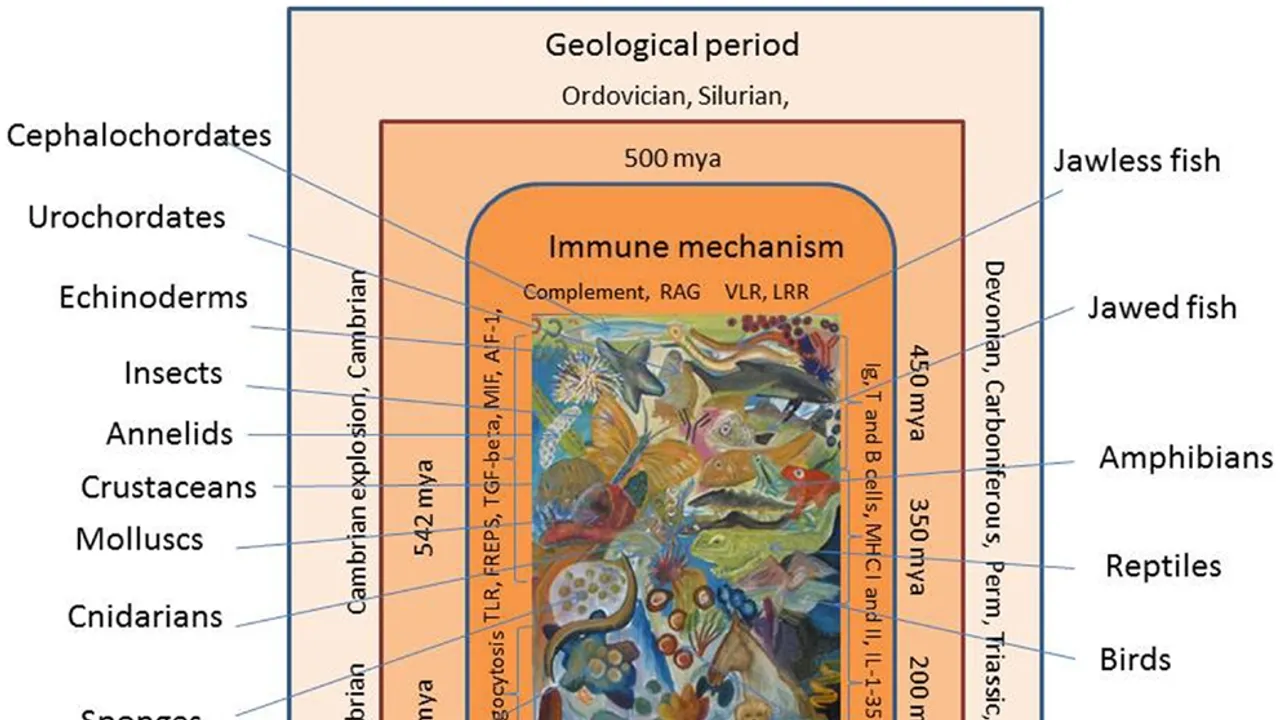 Unraveling Our Immune System's Ancient Origins: A Journey from Bacteria to Humans