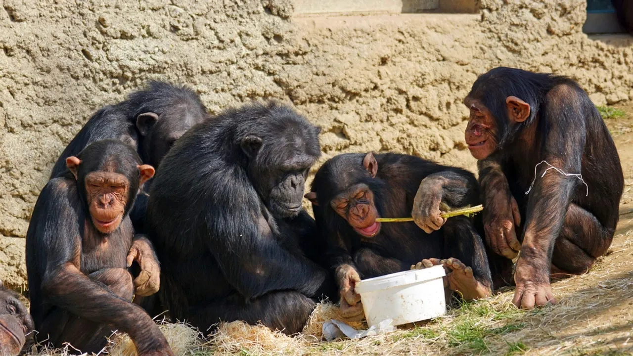 Redefining Intelligence: Chimpanzees Break Through the Cultural Evolution Barrier