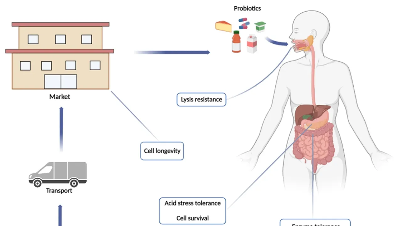 Navigating the Gut Biome: The Journey of Pre- and Probiotics Through Our Digestive System
