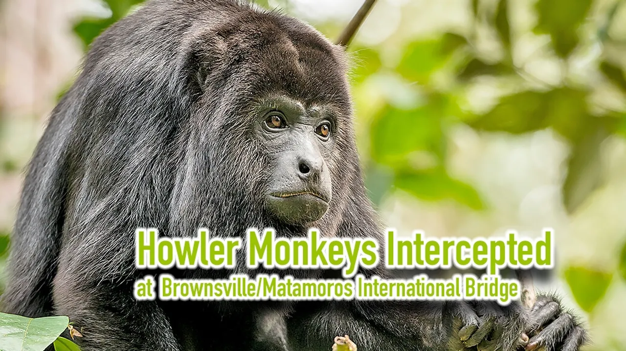 Daring Smuggle Attempt Thwarted: Howler Monkeys Seized at Texas Border