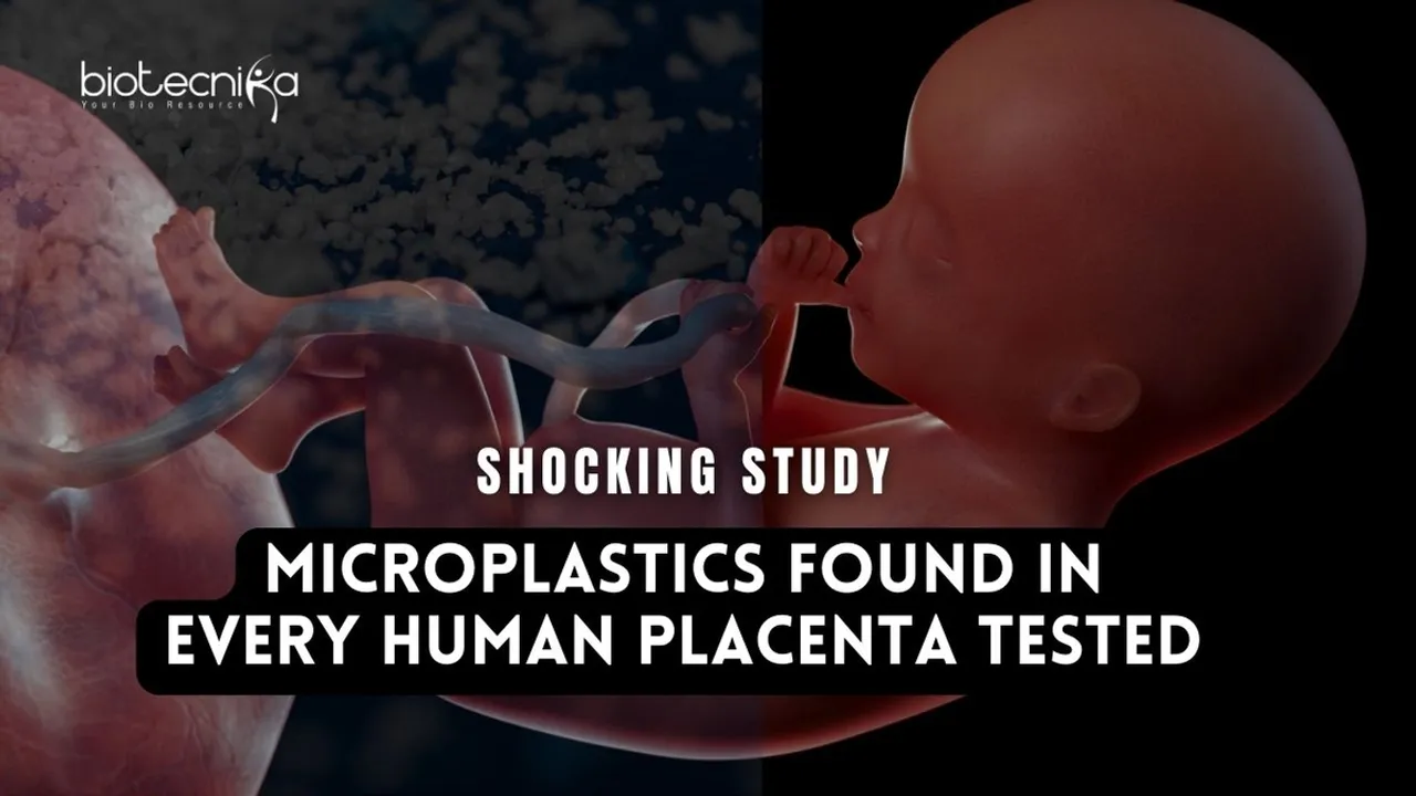 Microplastics Discovered in Every Examined Human Placenta, Alarming Study Reveals