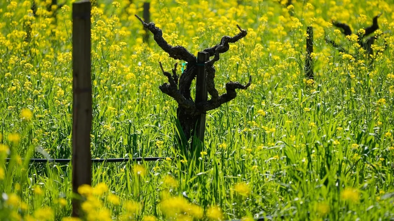 Mustard Fields in Bloom: Northern California's Wine Country Marries Beauty with Biodiversity