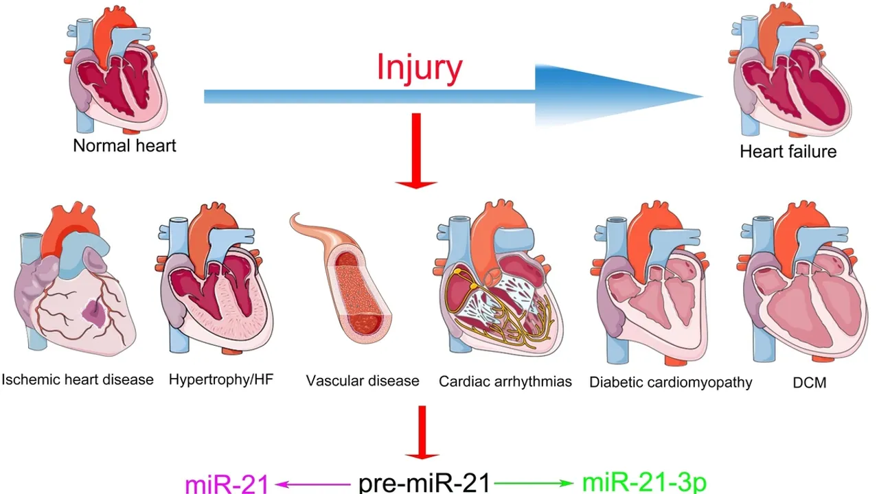 Revolutionizing Heart Failure Treatment: The Promise of miR-21 Blockers in Human Heart Tissue
