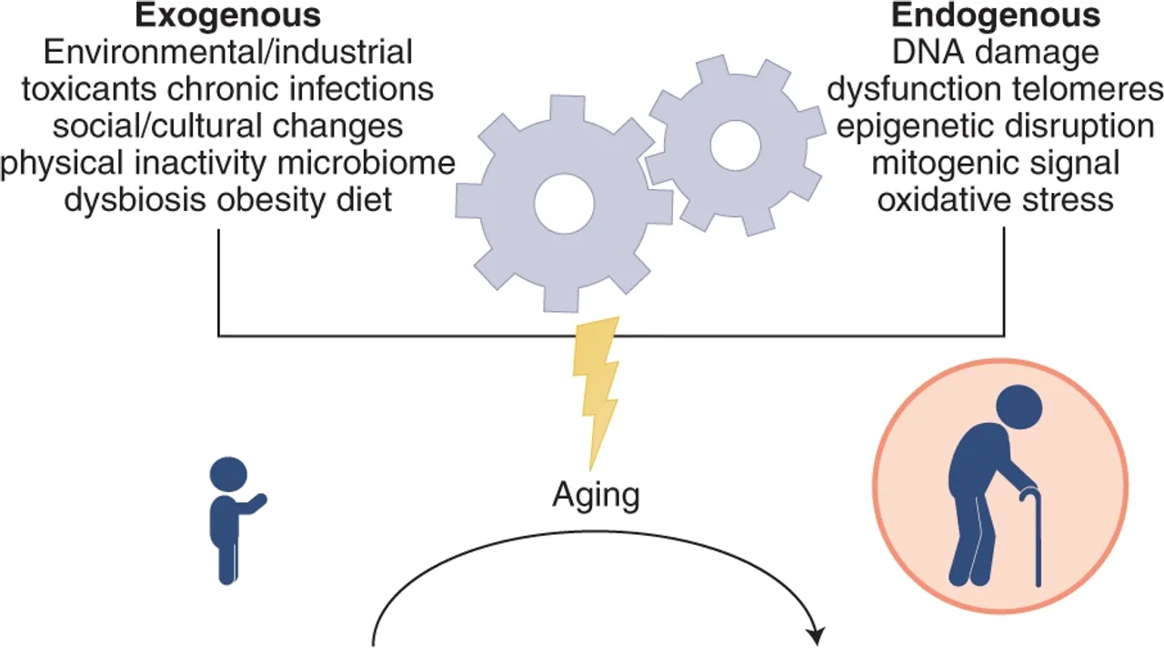 Unraveling the Complexity of Aging: How Our Immune System Changes Over Time
