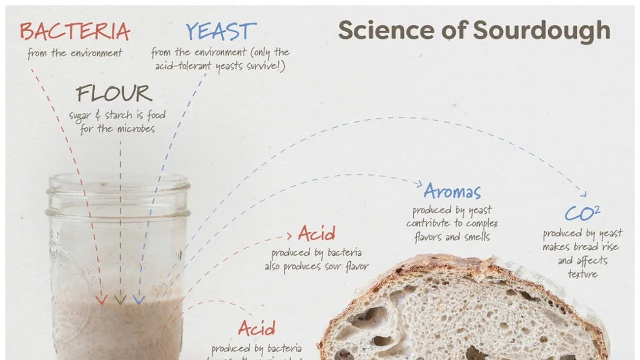 Sourdough Bread: The Unexpected Antioxidant Powerhouse