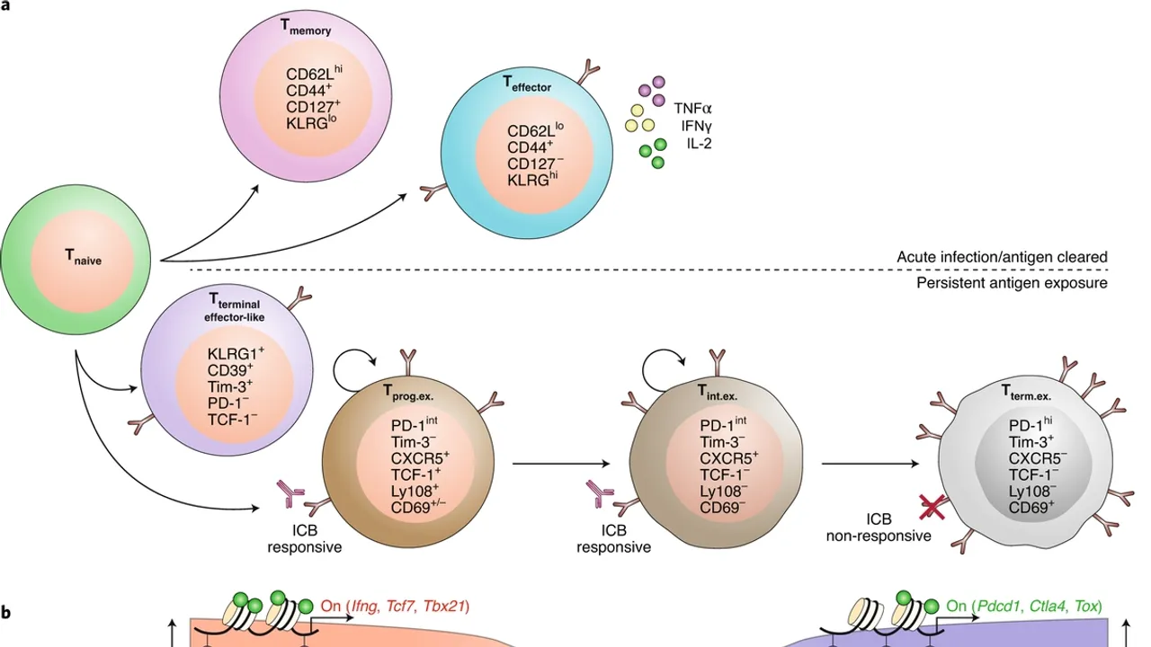 The Role of Foxo1 in Age-Related Changes in T-Cells: A Closer Look at Immune System Aging
