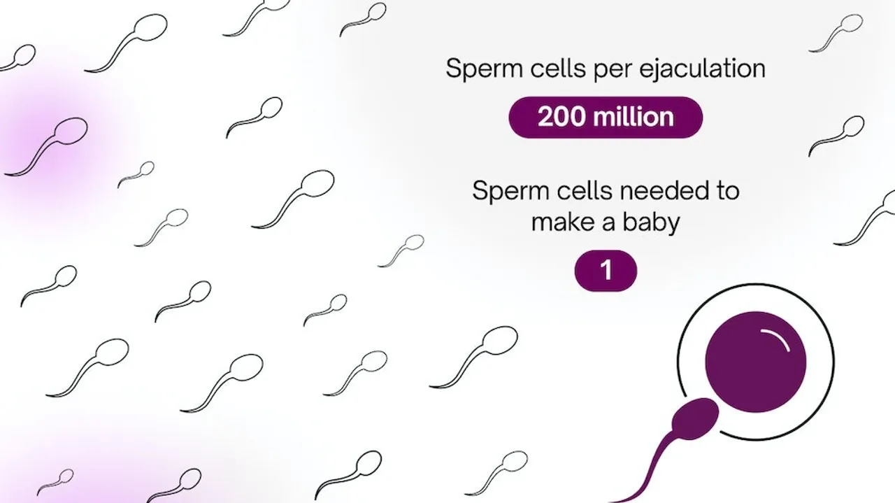 Understanding Sperm Lifespan An Insight into Fertility and Sexual Health