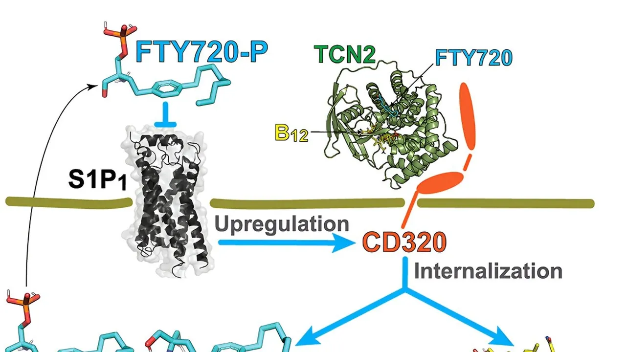 Unraveling the Link Between Vitamin B12 and Multiple Sclerosis New