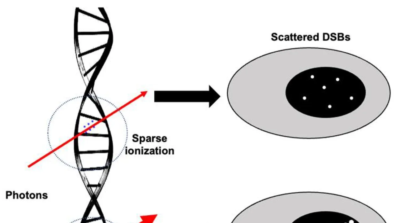 Decoding DNA Methylation Patterns HighLET vs LowLET Radiation Particles