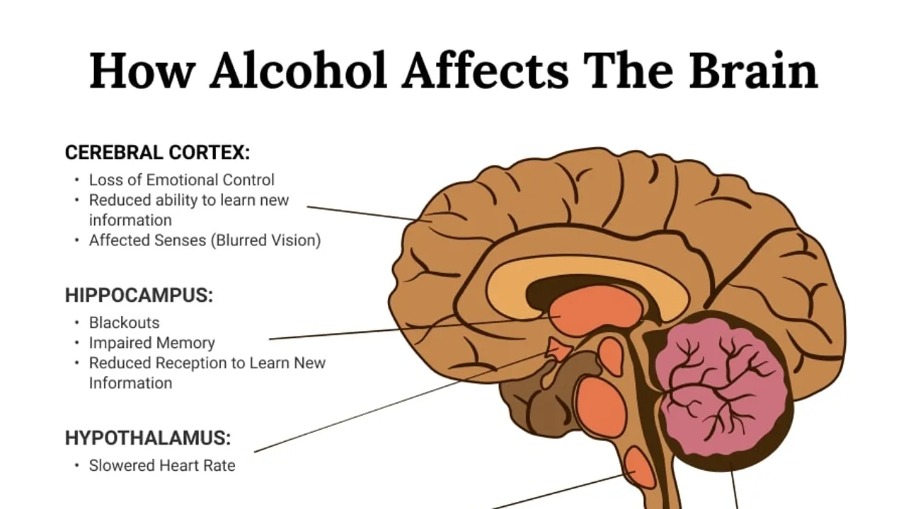 The Impact of Long-term Heavy Drinking on the Brain: A Deep Dive into