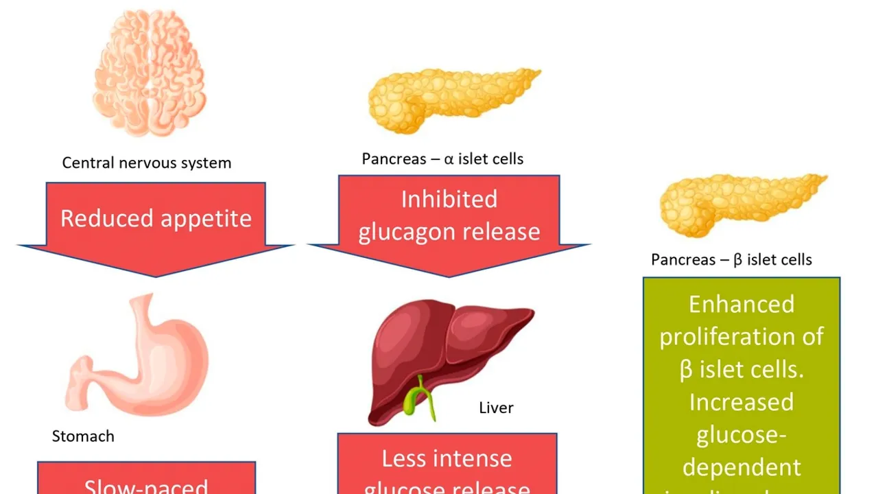 Understanding GLP-1 Agonists: A Revolutionary Approach to Obesity