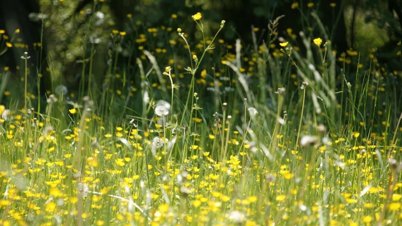 Airborne Grass Allergen Levels: A Better Indicator for Hay Fever Management
