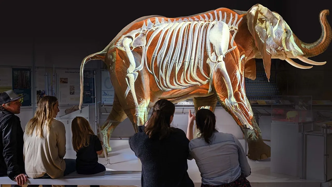 Exploring the Fascinating World of Elephants A Unique Exhibition at the American Museum of