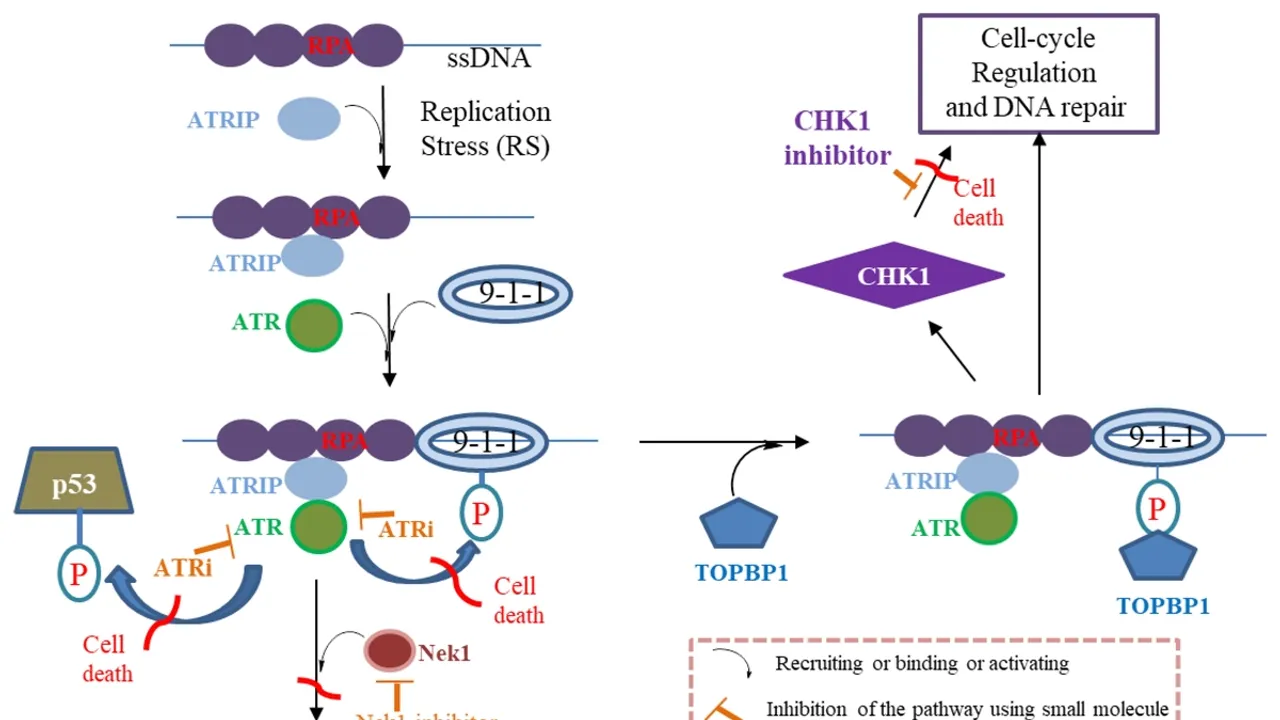 The Potential of ATR Kinase Inhibitors in Cancer Treatment An Overview