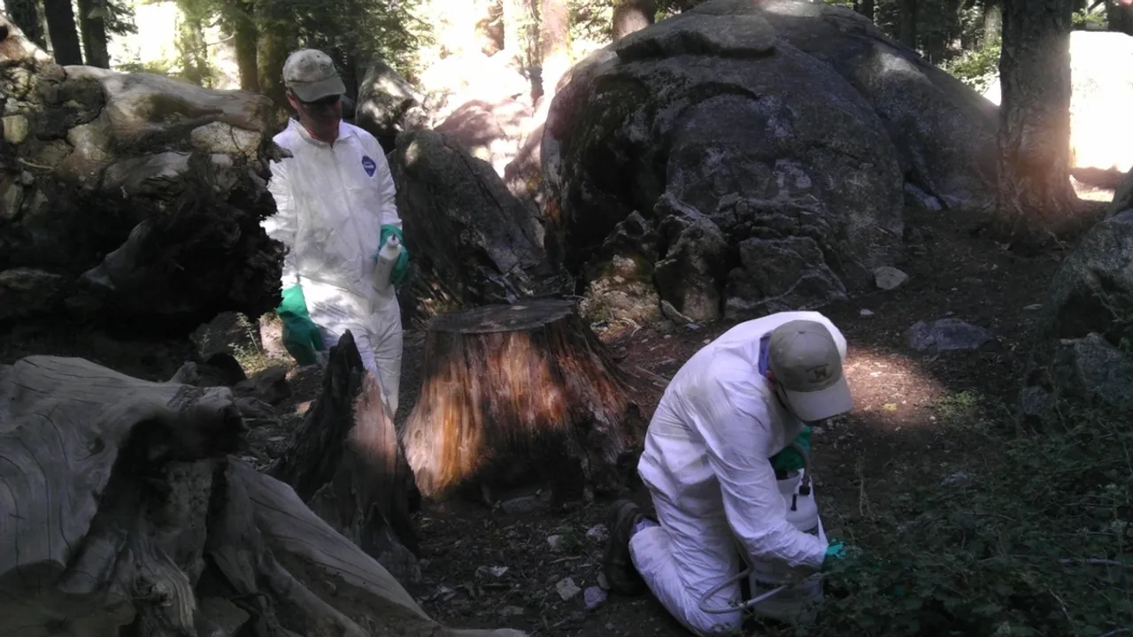 Bubonic Plague Reappears in Oregon Unveiling the Mystery of the Black