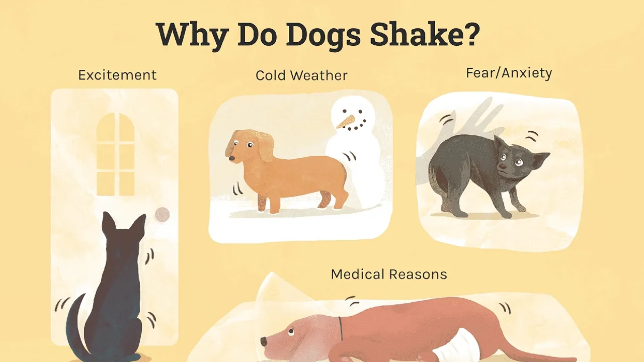 Understanding Why Dogs Shiver and When to Seek Veterinary Assistance