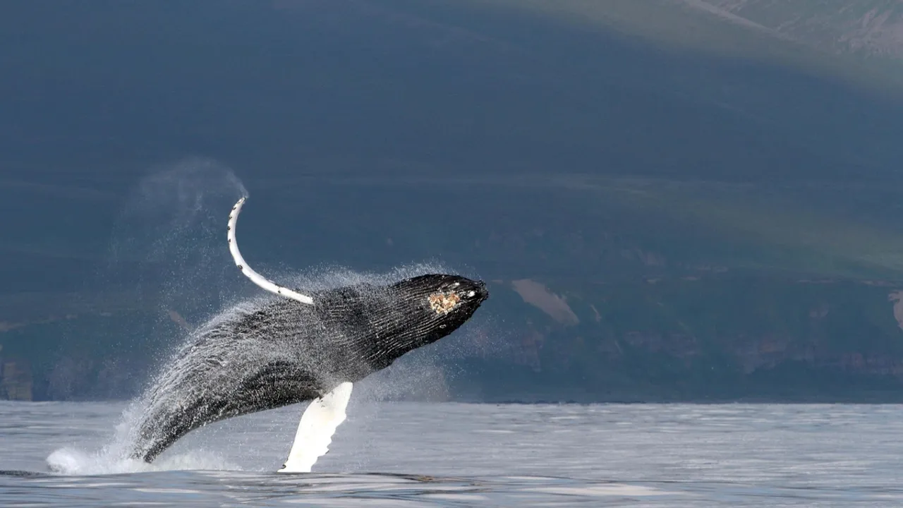 Unlocking the Underwater Singing Secrets of Baleen Whales: A New