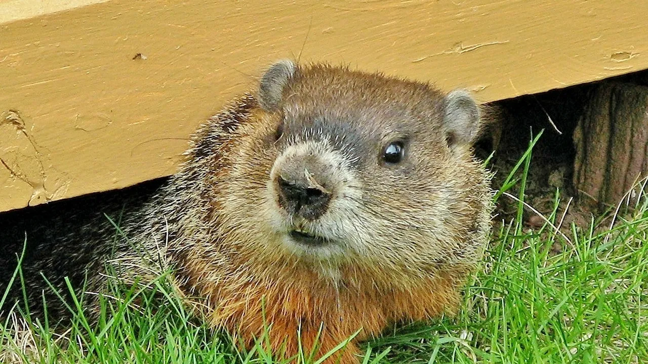 Groundhog Day: A Unique American Tradition with Pennsylvanian Dutch Roots