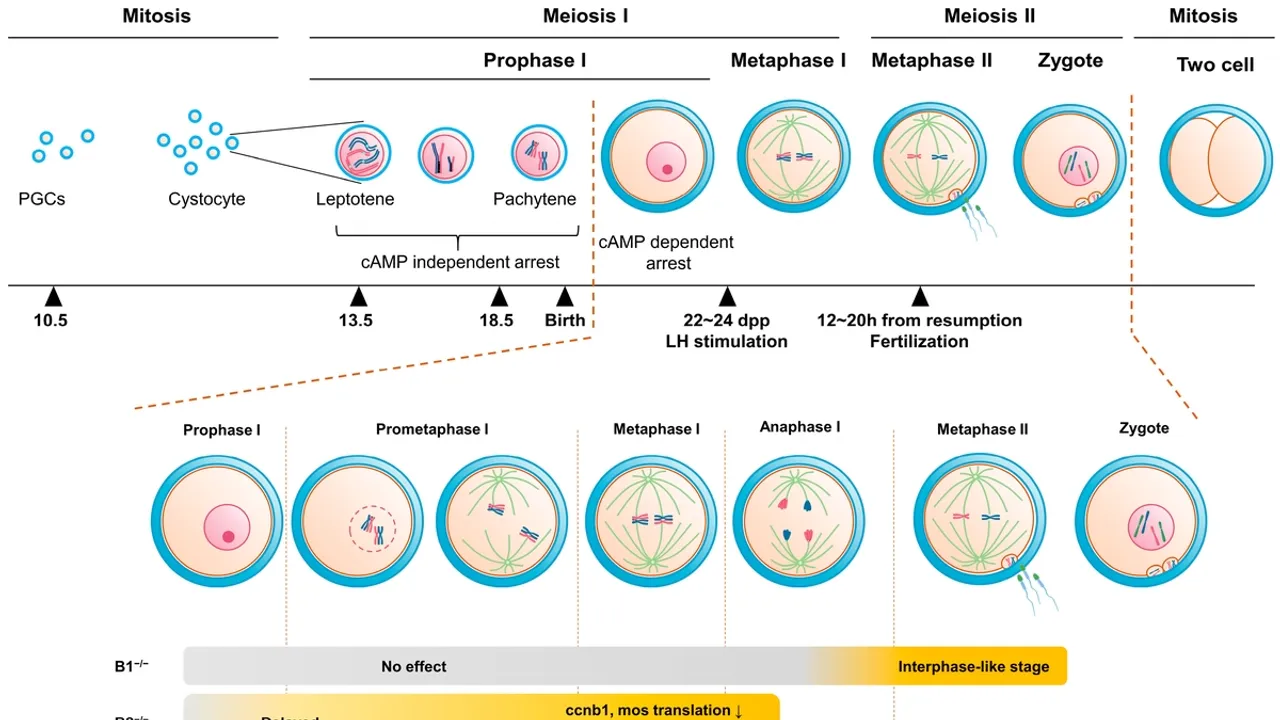 Unveiling the Molecular Recycling System in Mouse Oocytes: Implications for Fertility