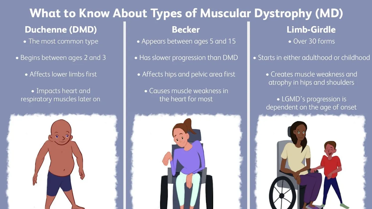 Understanding Muscle Degeneration in Becker Muscular Dystrophy New