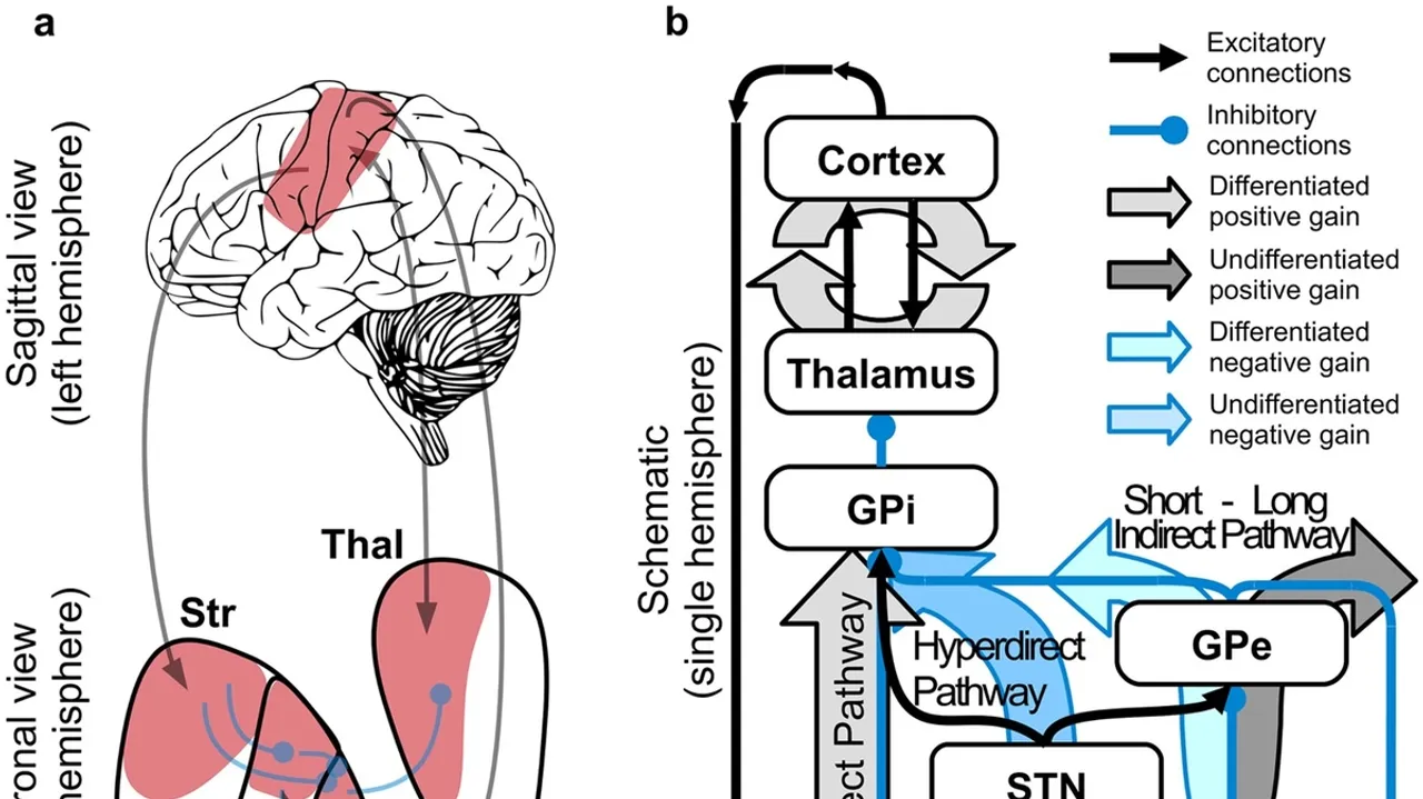 Unveiling the Neural Circuitry Behind Basal GangliaInduced Turns