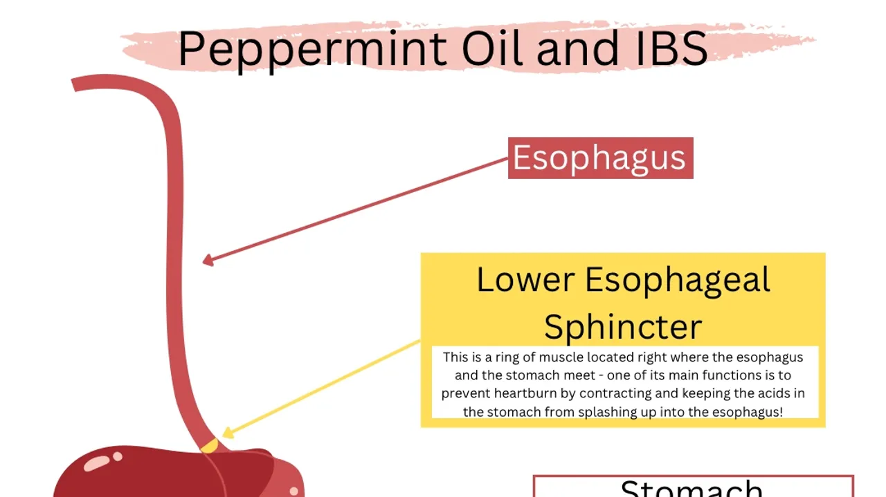 Exploring the Potential of Peppermint Oil Capsules in Alleviating IBS Symptoms