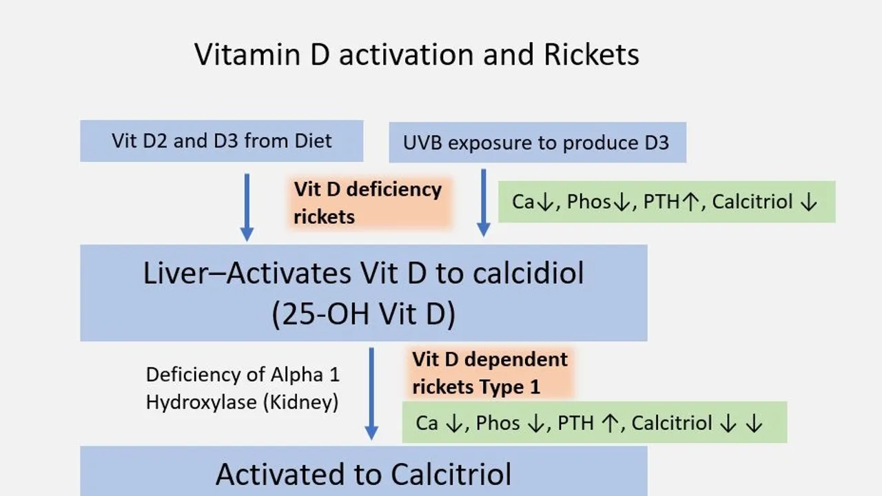 Understanding Vitamin D The Differences and Benefits of Vitamin D2 and D3