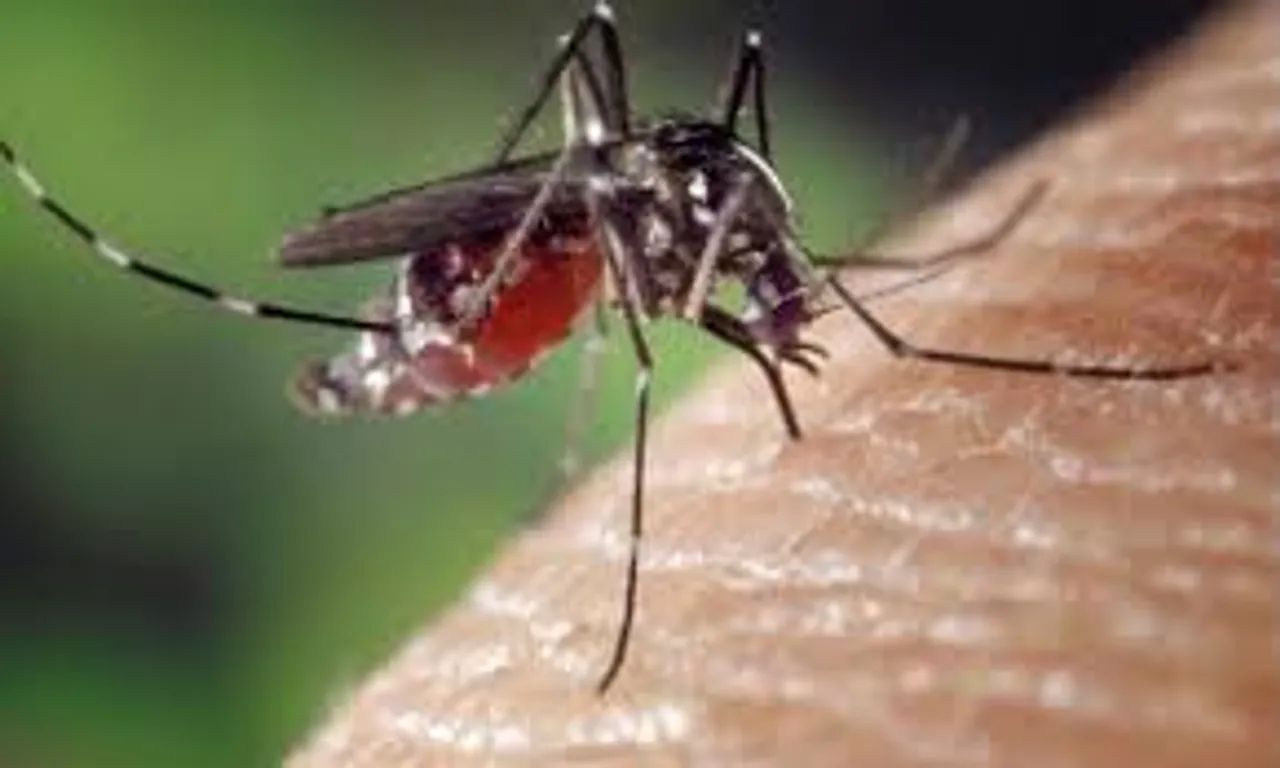 Dengue 