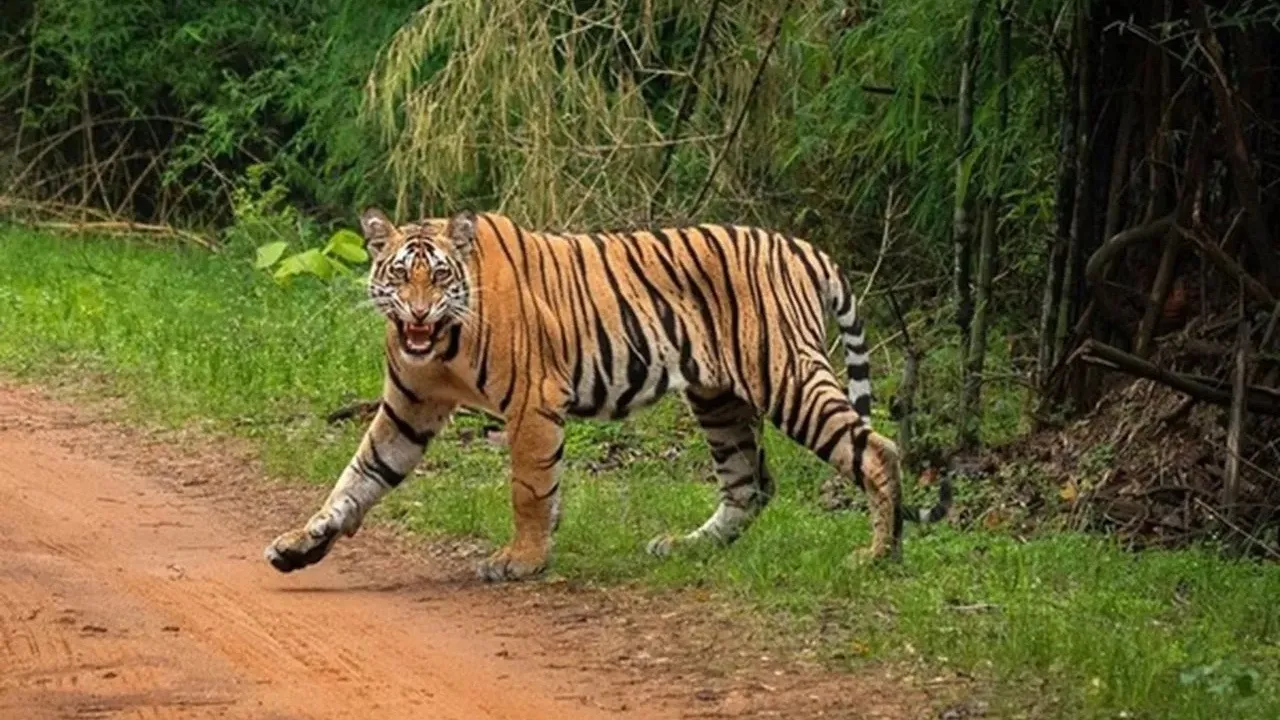 नैनीताल के भोवाली रेंज में घूमते दिखे बाघ; गश्त तेज