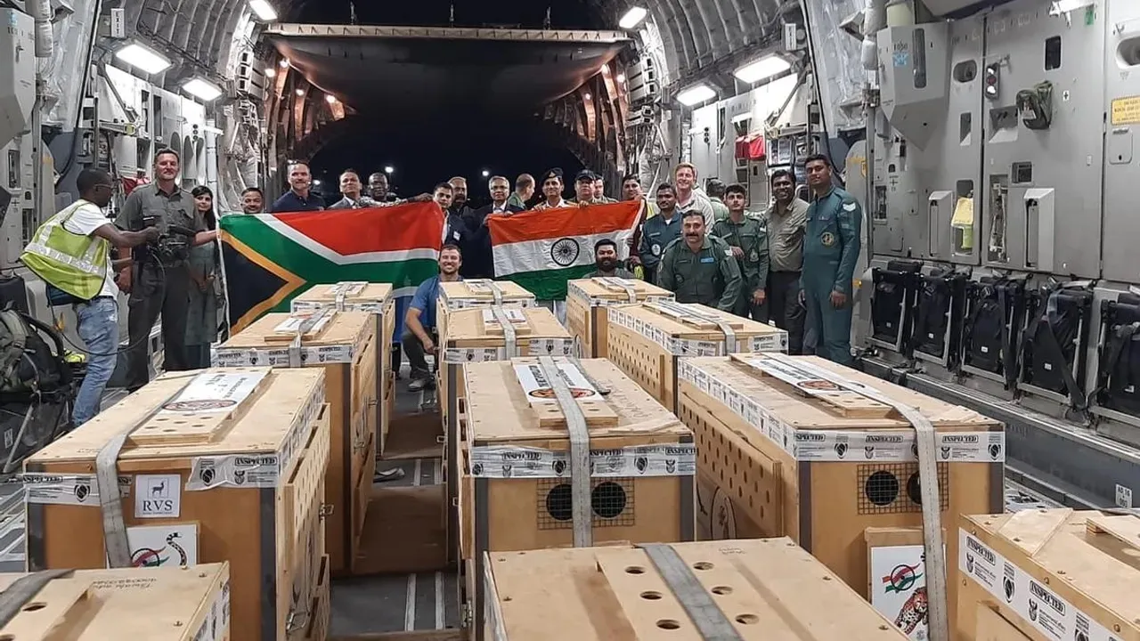 Cheetahs from South Africa arrive at Gwalior