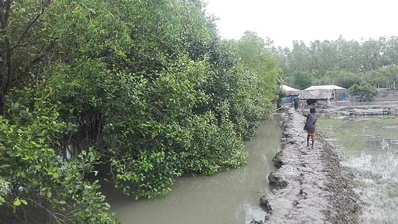 Sundarbans records highest drowning mortality rate among children across globe: Report