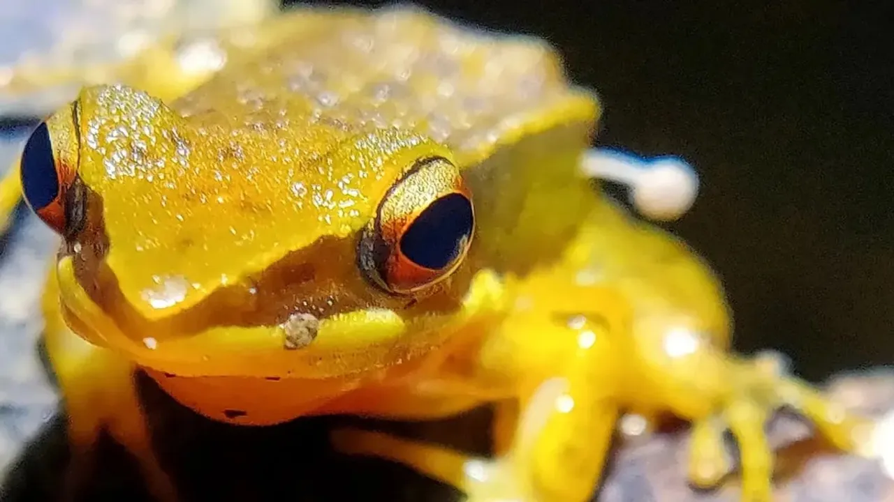 A Rao’s intermediate golden-backed frog with Bonnet mushroom sprouting from its hind leg 