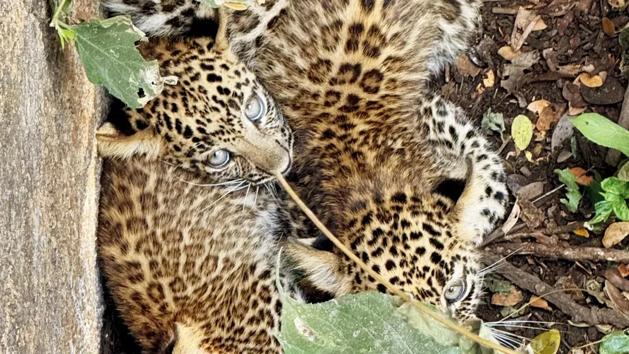 Three leopard cubs found abandoned in Aarey Colony