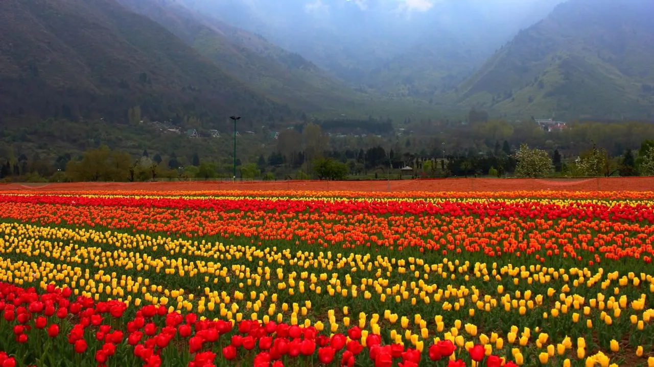 Tulip garden in Srinagar