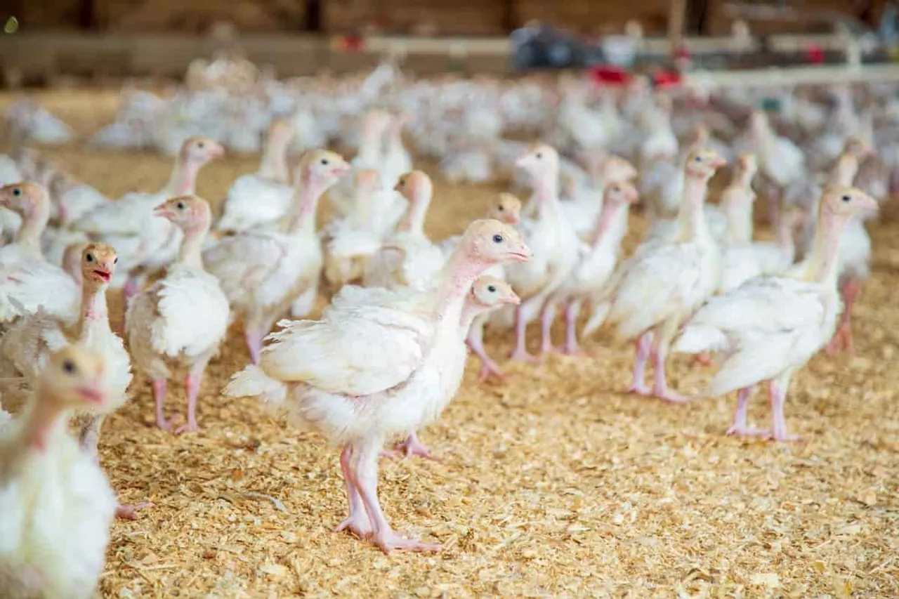 Livestock insurance poultry farm.jpg