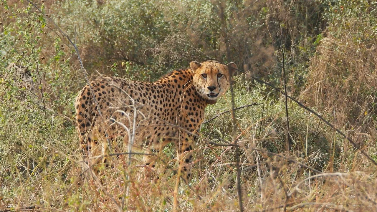 Namibian cheetah Shaurya