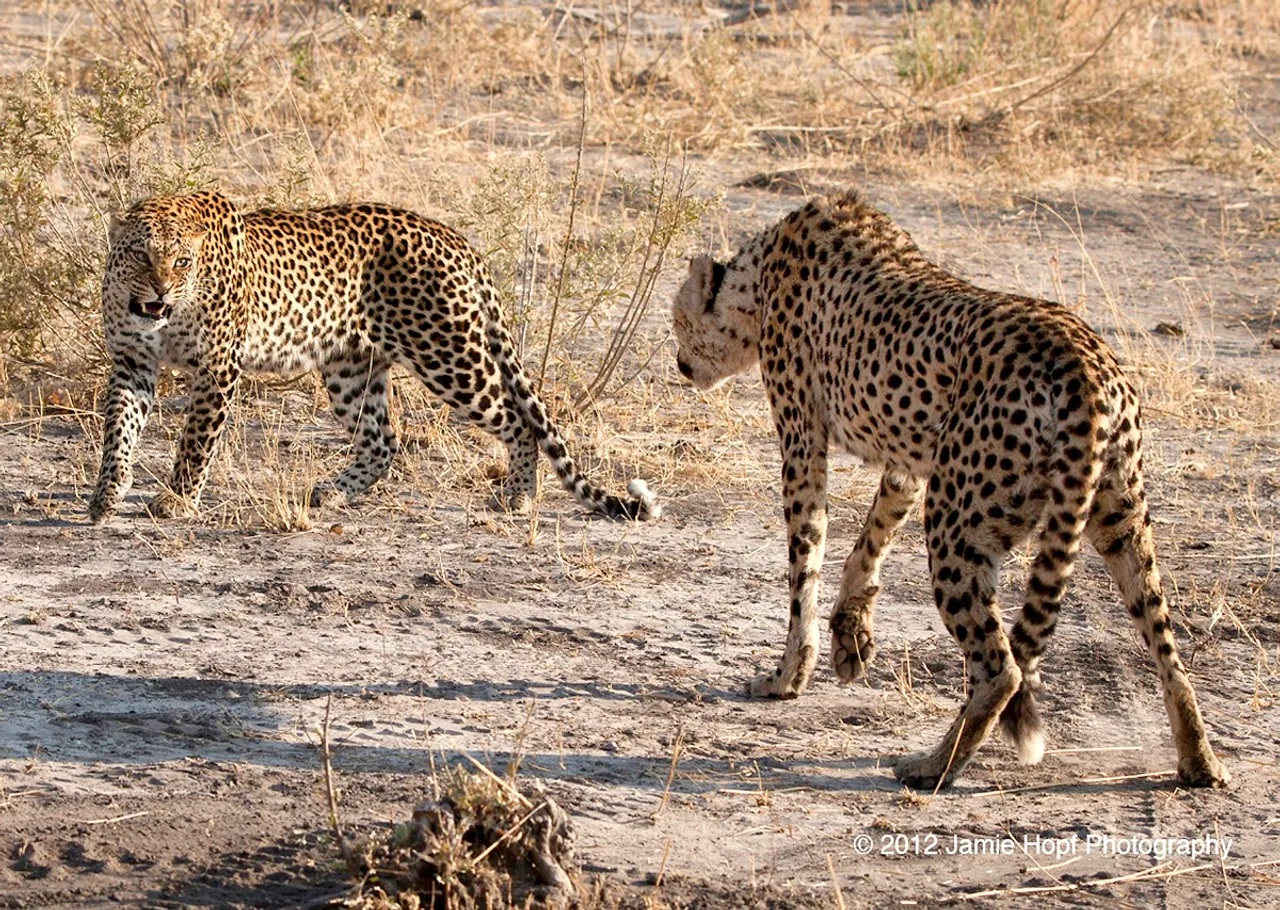 Cheetah Leopard Kuno National