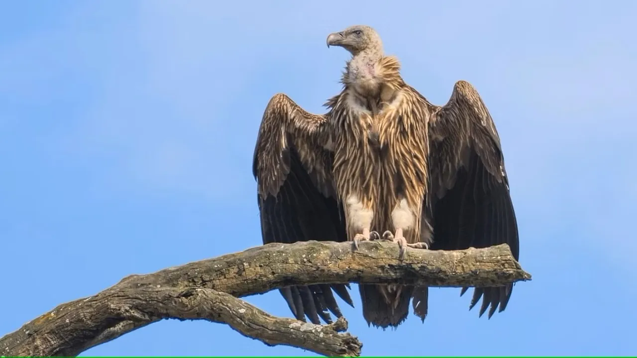 Vulture restaurant set up in Jharkhand