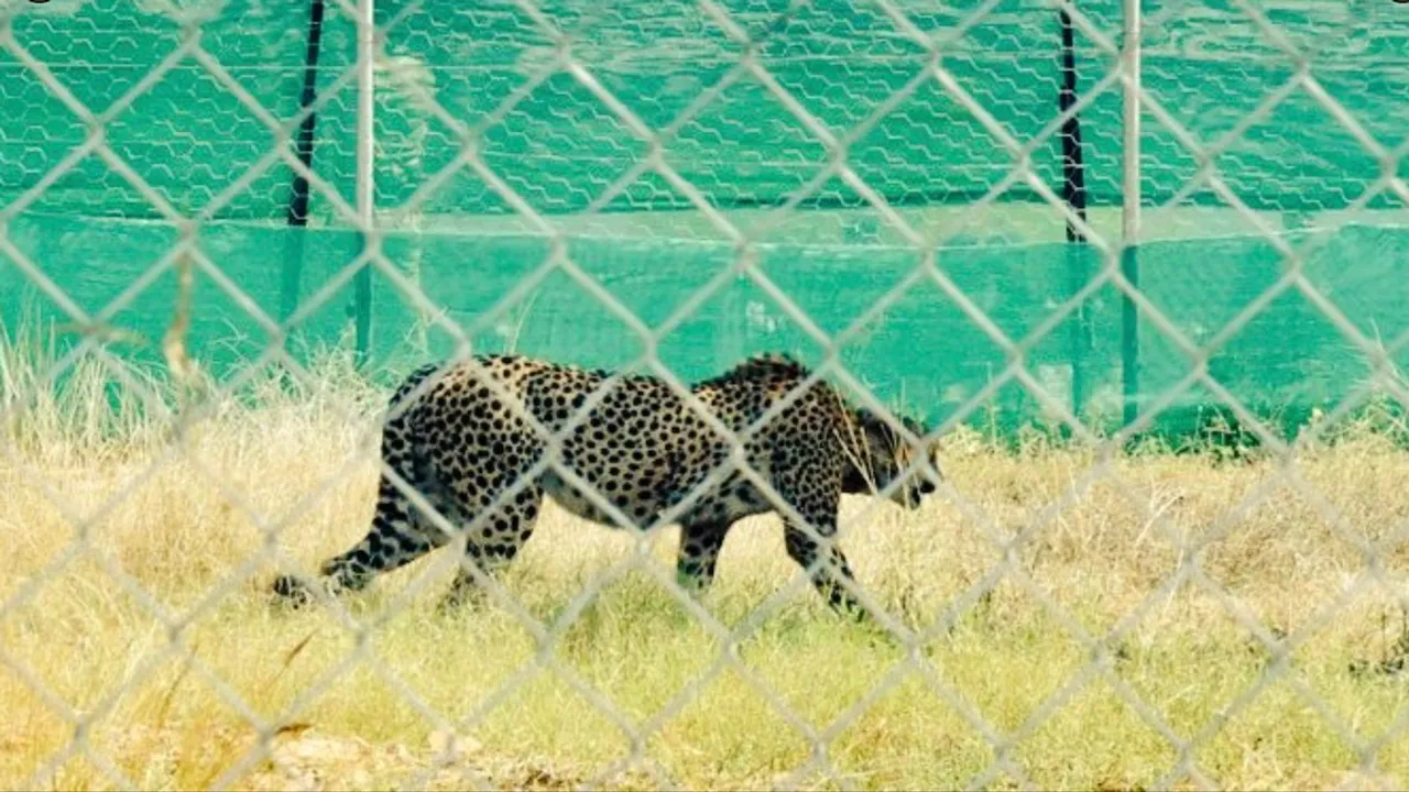 Death of 2 cheetahs: MP forest dept writes to Centre to seek 'alternate site'