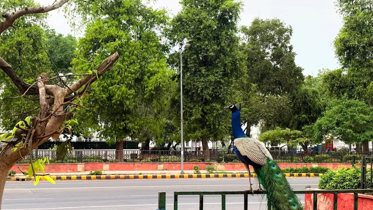 Delhi weather