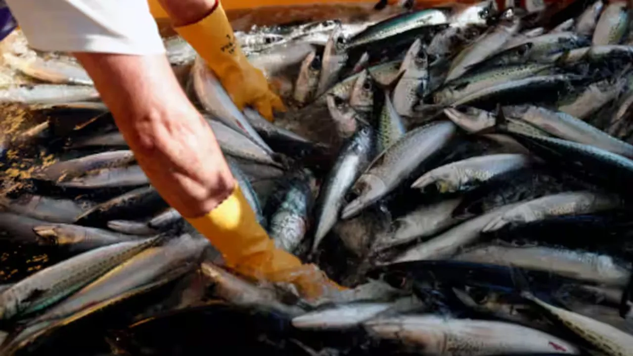 Fish consumption rise 81%, production twofold in India during 2005-2021 period