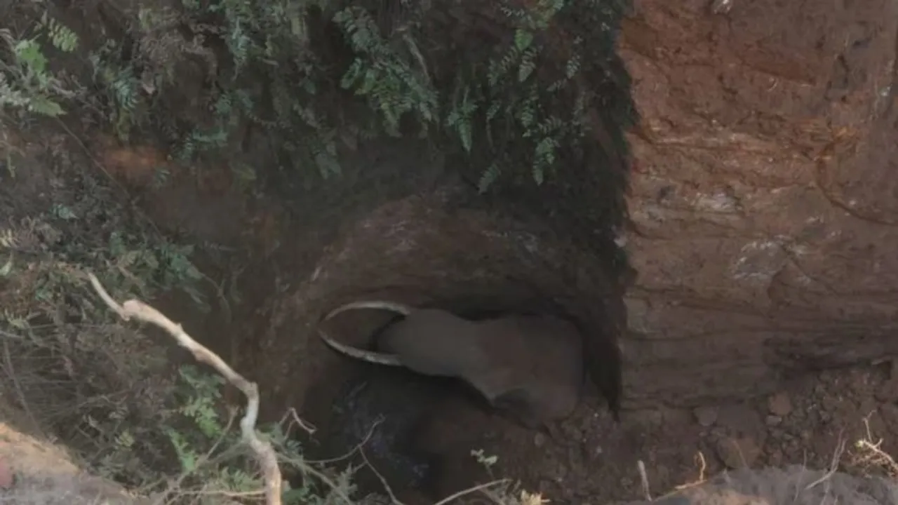 Elephant fallen in well in Thrissur