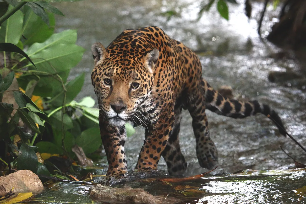Jaguar cub.jpg