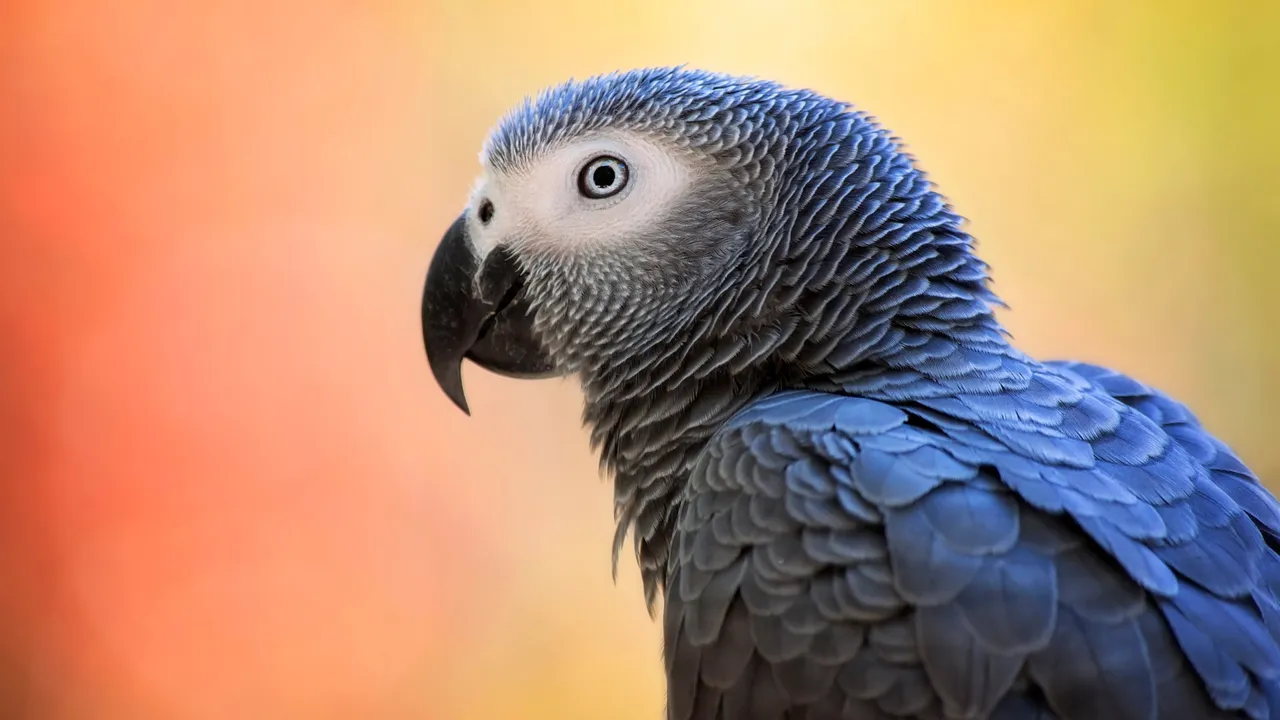 UP: 3 arrested for wildlife smuggling, 500 parrots of restricted species recovered